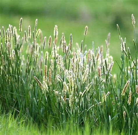 2000 Seeds-Timothy Pasture Grass Seeds-J076-Phleum Pratense | Etsy