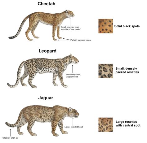 Whats The Difference Between A Jaguar And A Leopard - Feliks Zeki