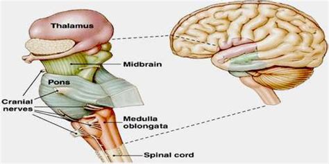 Brain Stem : Anatomy, Location & Function - Anatomy Info