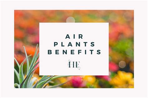 10 Air Plant Benefits that You Should Know About