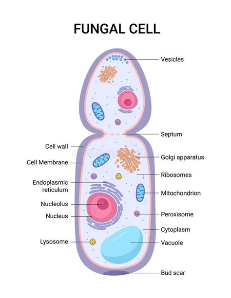 Fungal Cell Vs Animal Cell