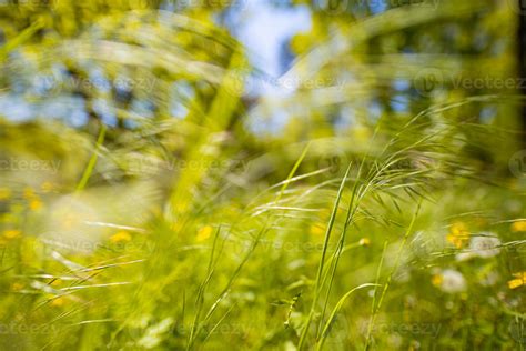 Fresh green grass background in sunny summer day. Green grass meadow in ...