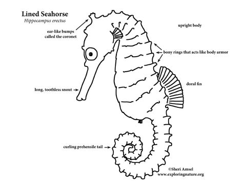 Seahorse Anatomy Diagram