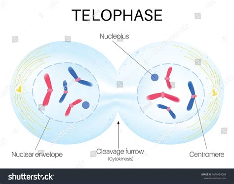 Telophase 1 And Cytokinesis Labeled