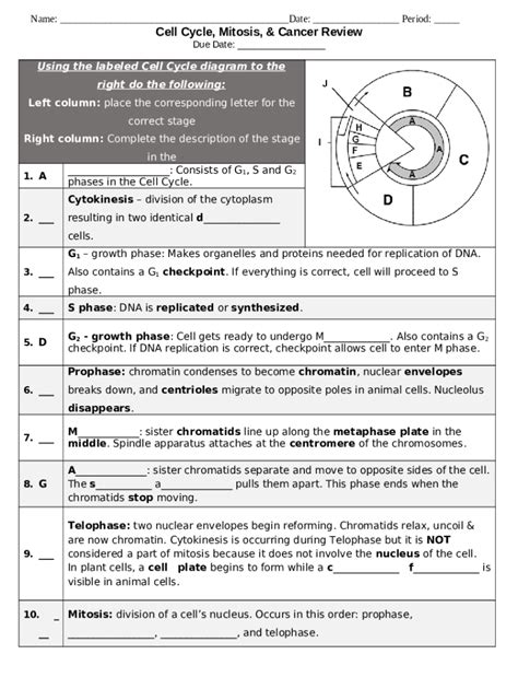 The Cell Cycle And Mitosis Worksheet