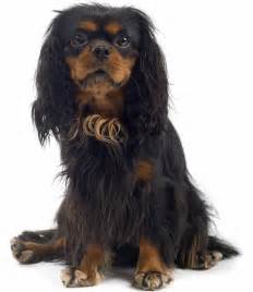 English Toy Spaniel - Dog Breed Guide