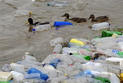 90 Percent of Seabirds Have Plastic in Their Stomachs - Newsweek