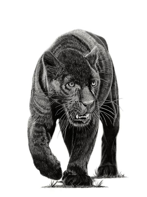 Black Panther Drawing by Paul Stowe | Saatchi Art