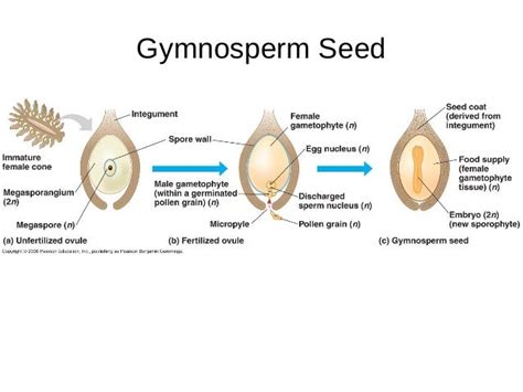 Gymnosperms