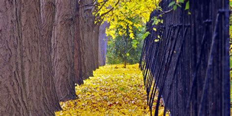 7 Great Trees for Fall Colour and Summer Shade – christmascaroltree