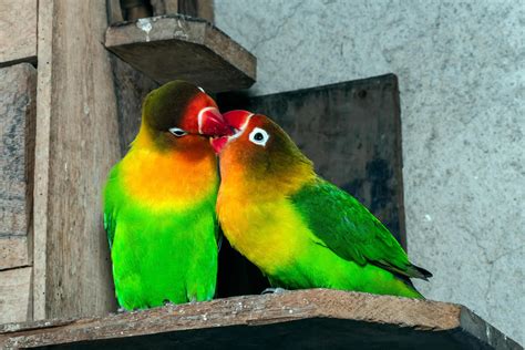 close-up of love birds are colorful and beautiful 3548540 Stock Photo ...