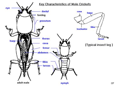 Cricket Anatomy Diagram