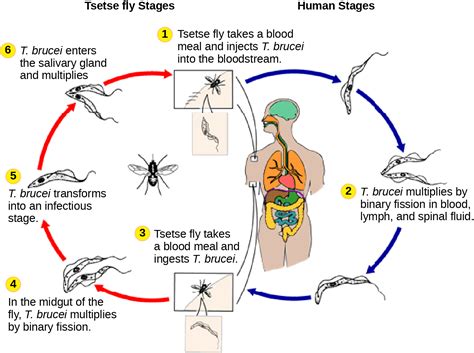 Biology 2e, Biological Diversity, Protists, Groups of Protists | OpenEd ...