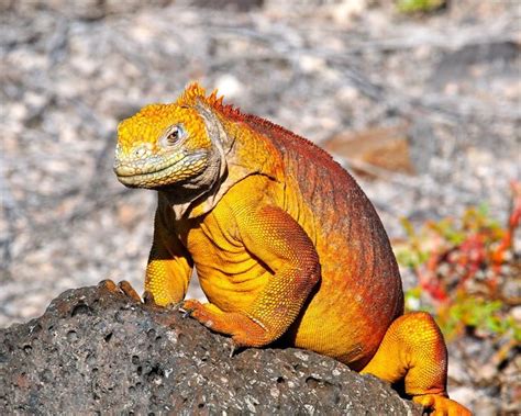 Редкие рептилии: Конолофы | Galapagos, Galapagos islands, Animal antics