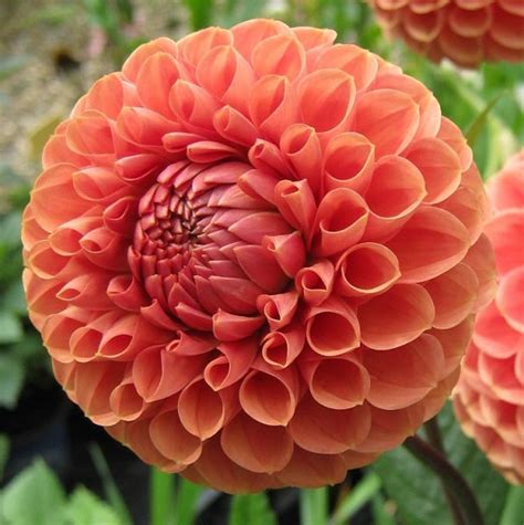 Cornel Bronze Dahlia Tubers Ball Dahlias Orange Dahlias | Etsy