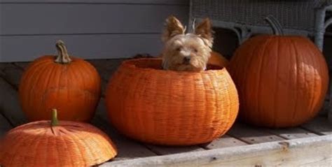 Miniature Yorkshire Terrier: Yorkie Costumes for Halloween