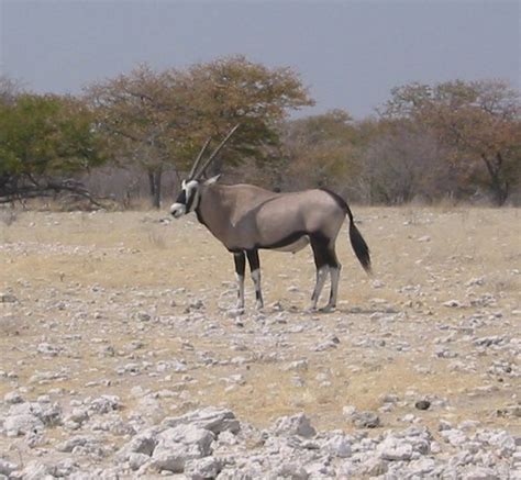 Wildlife of Namibia - Wikipedia