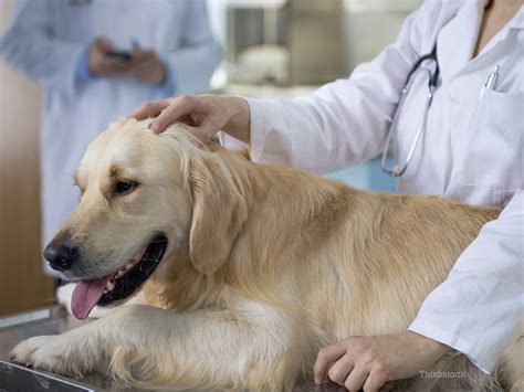 A Thorough Dog Checkup: What to Expect and How You Can Help