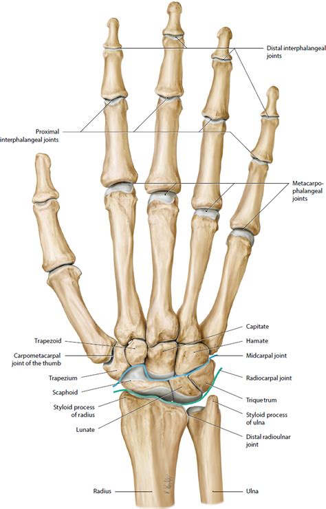 Hand Anatomy Bones Bones Anatomy Hand Bones Anatomy Bones