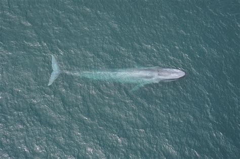 Blue Whales Underwater