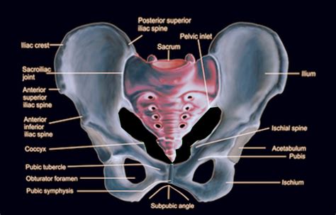 Pelvis Bone Diagram Labeled