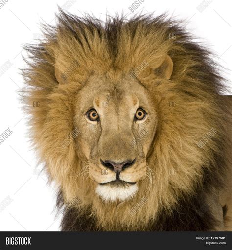 Close- On Lion's Head Image & Photo (Free Trial) | Bigstock