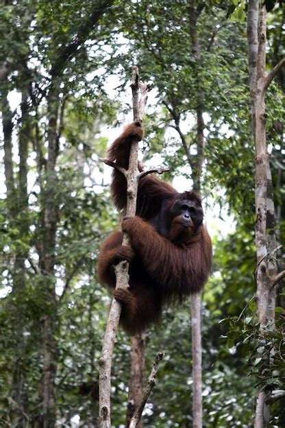 Orangutan Habitat