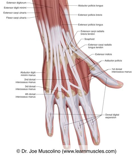 Dorsal Hand Muscle Anatomy