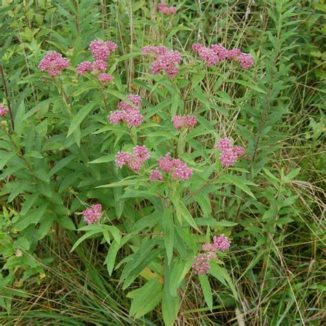 Swamp Milkweed Plants for Sale Online | Growing Wild Nursery