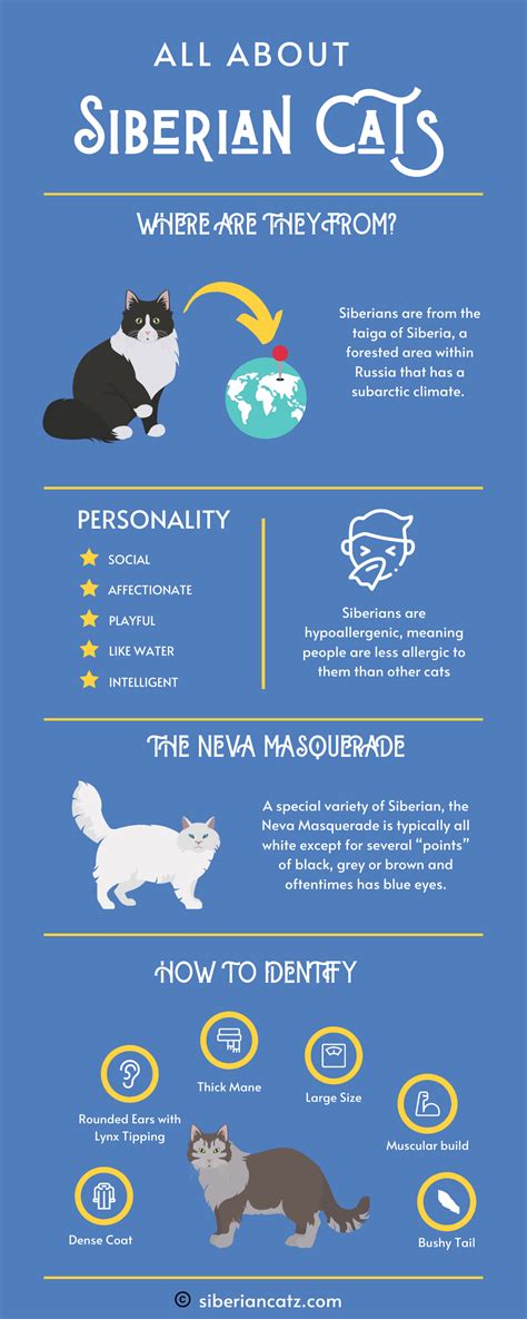 (Infographic) All About Siberian Cats - Siberian Cats