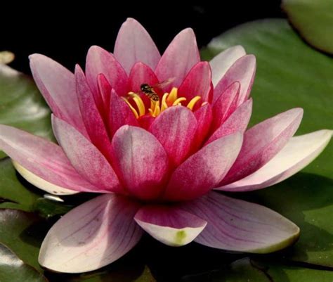 Lotus Seeds Online India | Organic Lotus Seed for Sale | Get OFF UPTO 20%