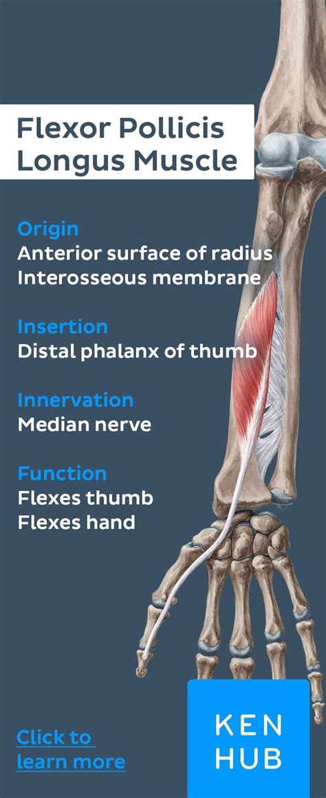 Extensor Pollicis Brevis Origin And Insertion