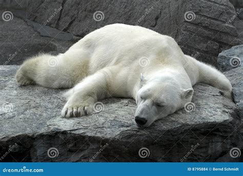 Lazy Sleeping Polar Bear Stock Images - Image: 8795884