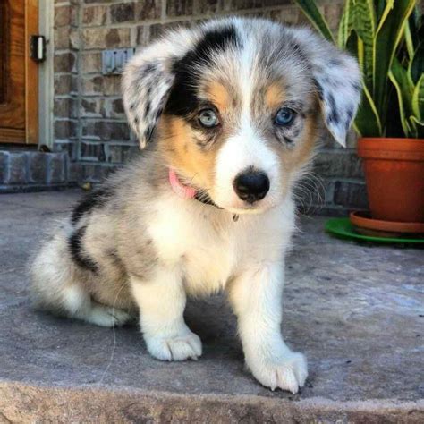 Corgi Australian Shepherd Mix Puppies For Sale