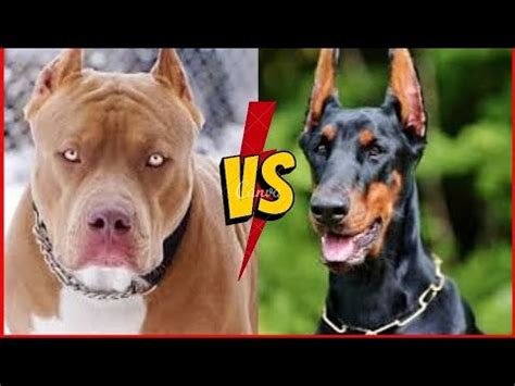 pitbull vs doberman || american pitbull vs doberman fight || pitbull vs ...