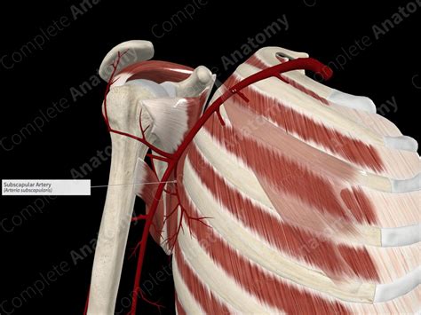 Subscapular Artery | Complete Anatomy