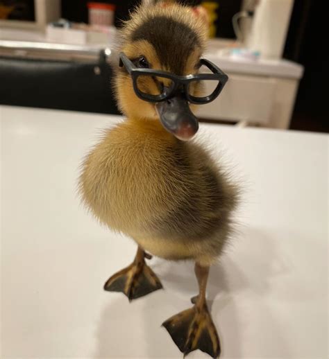 1408 best Wearing Glasses images on Pholder | Photoshopbattles ...