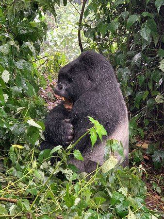 Bwindi Impenetrable National Park (Kabale) - 2020 All You Need to Know ...