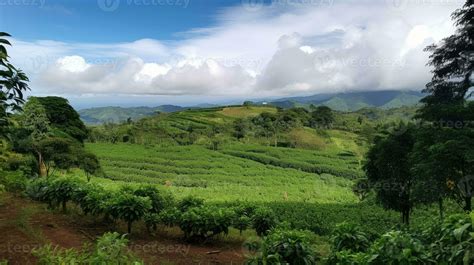 Coffee plantation. Landscape with coffee trees. 23598422 Stock Photo at ...