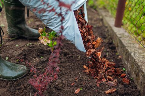 7 Best Dog-Safe Mulches (And 4 to AVOID)!