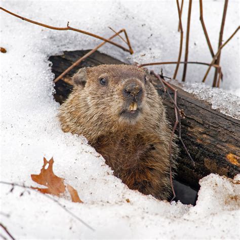 Groundhog Day 2024 Date Today - Adina Arabele