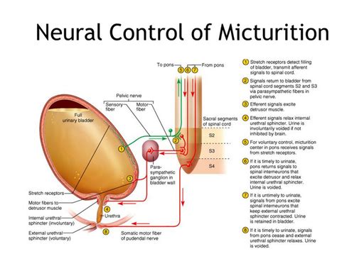 Micturition Reflex Steps | Physiology Plus | Physiology, Sensory motor ...