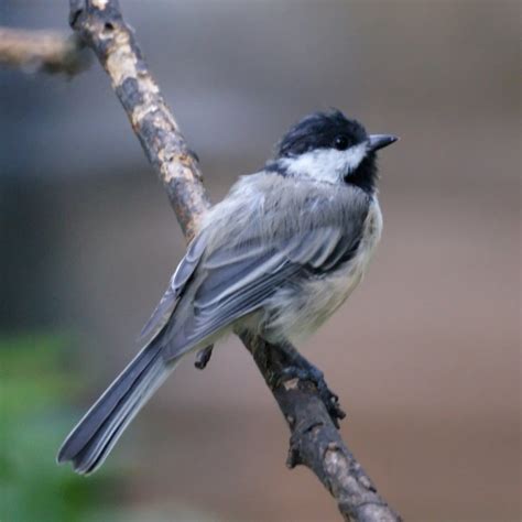 Summer Backyard Birds in New Jersey- New Jersey Bird Photos