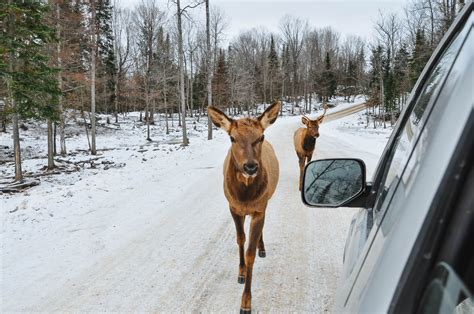 26 Wonderful Things to do in Ottawa in Winter: A Local's Guide - Nina ...