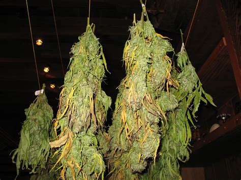 File:Drying Cannabis.jpg