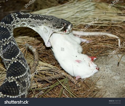 Eastern Diamond Rattle Snake Eating A White Rat Stock Photo 19691728 ...