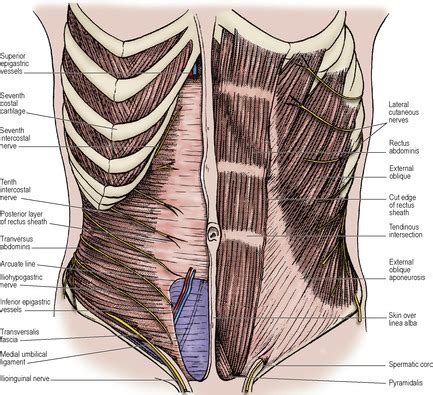 Arcuate Line Of Rectus Sheath