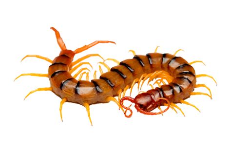 Centipede PNG transparent image download, size: 1024x683px