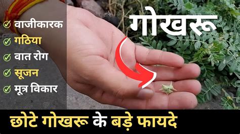 छोटे गोखरू के बड़े फायदे | Land-Caltrops (Puncture Vine) Benefits ...