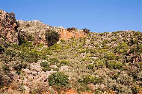 The Different Types Of Shrubland Biomes Across The World - WorldAtlas